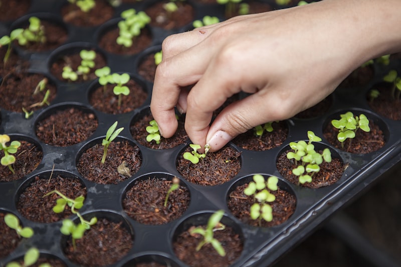 Colorado cannabis cultivation facility — greenhouse operation